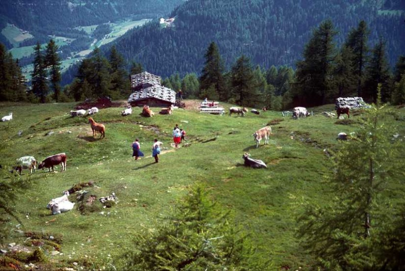 Bild:Riemer Bergl (Alm - Ulten).jpg