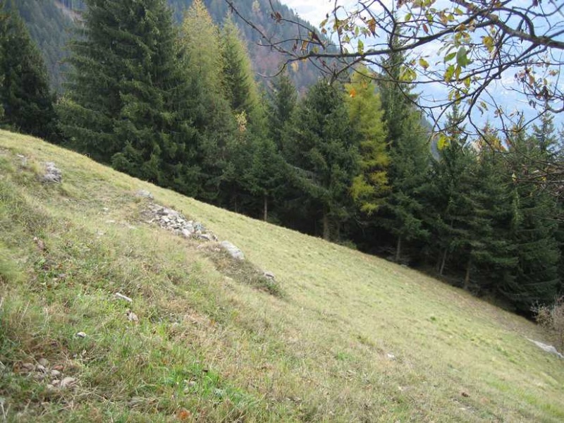 Bild:Schofboden (Wiese - Tirol).jpg